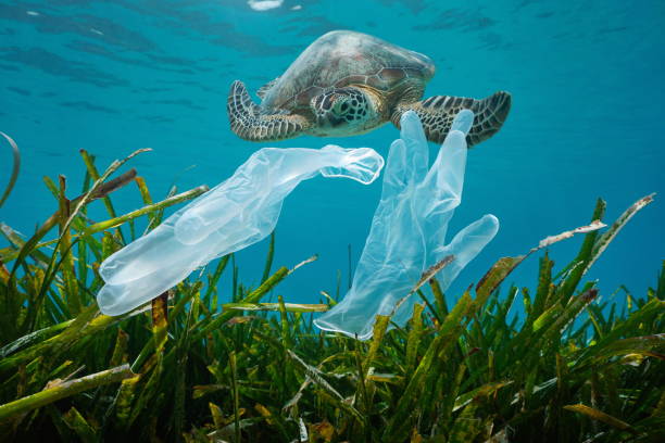 Plastic pollution disposable gloves and sea turtle Plastic waste pollution in the ocean, disposable gloves with seagrass and a sea turtle underwater endangered species stock pictures, royalty-free photos & images