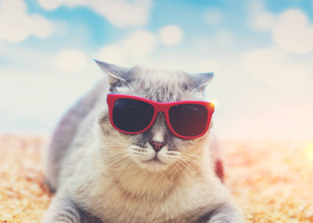 istock Siamese cat wearing sunglasses lying on the beach 1292215183