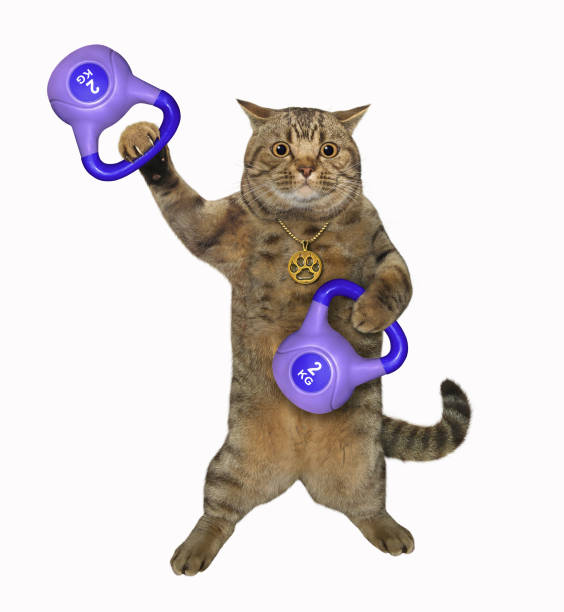 istock Cat beige lifts blue kettlebells 1292215691