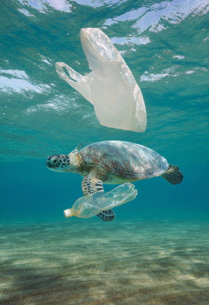 73,528 Animal Pollution Stock Photos, Pictures & Royalty-Free Images - iStock | Sea animal pollution 73,528 Animal Pollution Stock Photos, Pictures & Royalty-Free Images - iStock | Sea animal pollution