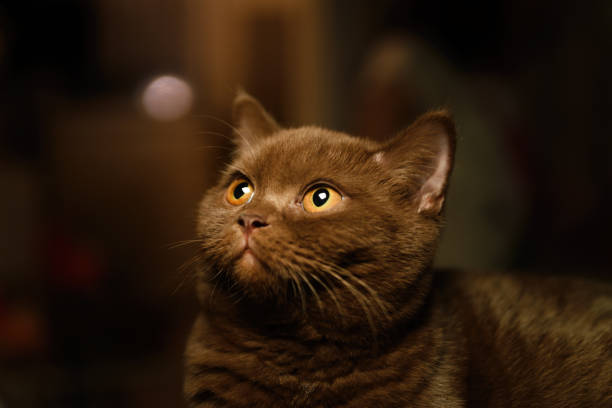 istock British shorthair cat indoor portrait 1292216709