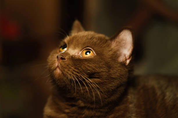 istock British shorthair cat indoor portrait 1292216722