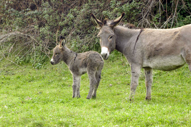 istock domesticated donkey or ass, outdoors 1292218427