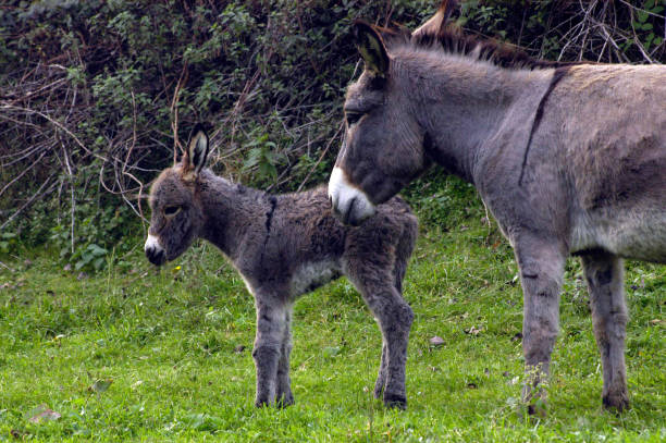 istock domesticated donkey or ass, outdoors 1292218436