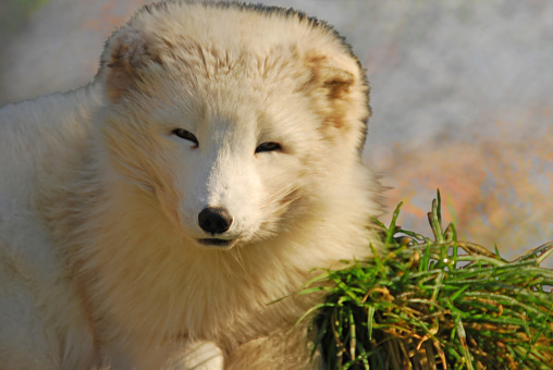 Single polar/arctic fox (vulpes lagopus) laying in front in a morphing winter fur.