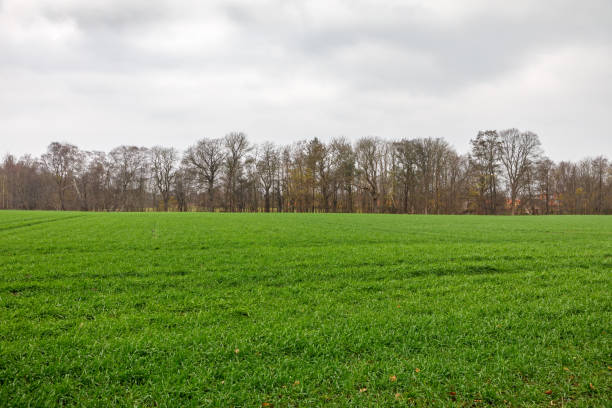 istock Green field and forest at wintertime 1292218740