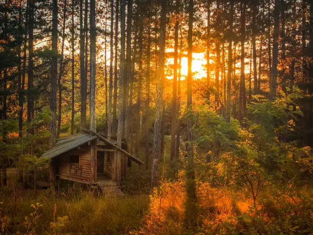 Forest landscape with a small wooden house that looks like Baba Yaga's House