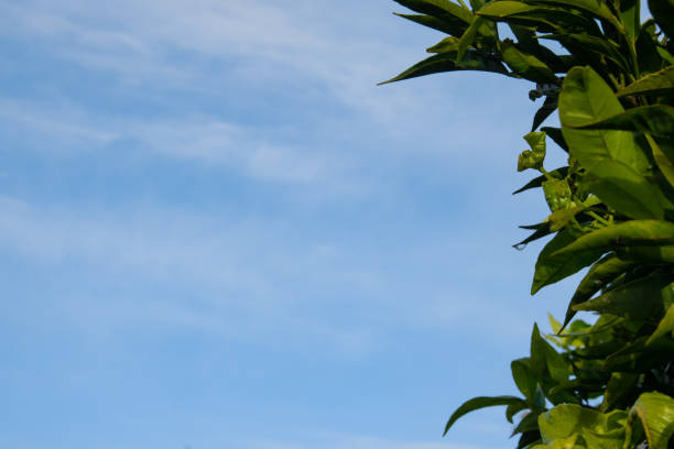 istock Right side border of natural tree leaves against the sky 1292220565