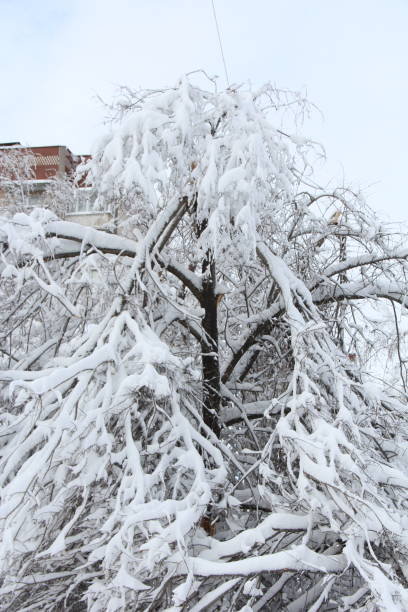 istock A broken tree from the winter elements in the city of Donetsk. 1292220959