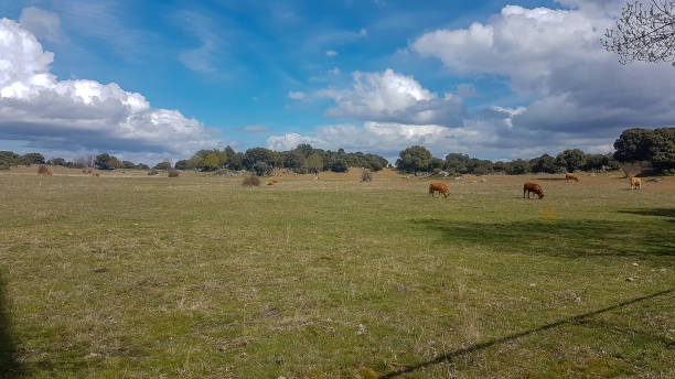 istock green meadow to graze with blue sky 1292220977
