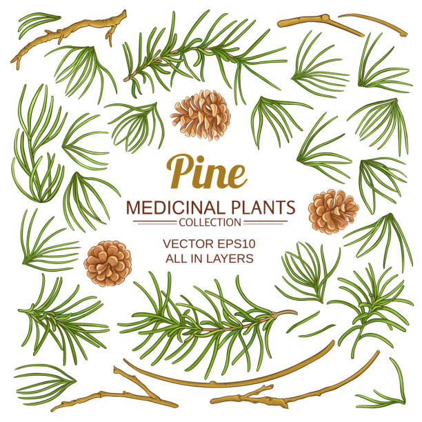 松の要素セット - pine nut pine seed white background点のイラスト素材／クリップアート素材／マンガ素材／アイコン素材