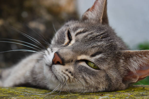 Green eyes, napping.