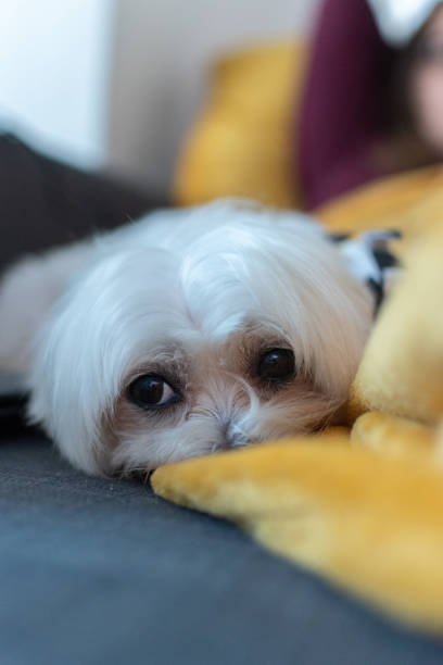 istock Portrait of a Maltese Bichon 1292222998