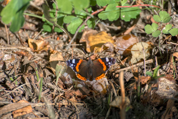 istock The butterfly sits on withered foliage. Shooting close-up. 1292223069