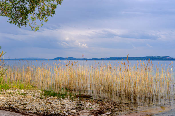 View of Lake Neuchâtel. In the background, view of the hills surrounding the lake. In the foreground, a beach of large pebbles and a massif of reeds yellowed by winter.