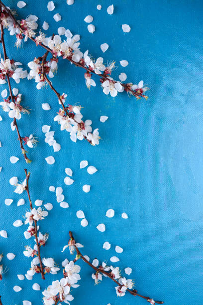 istock flowering branch with white flowers on a blue background and space for text. congratulation. invitation 1292226731