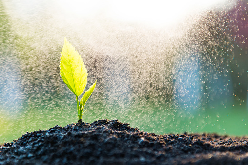 Green seedling in the rain.