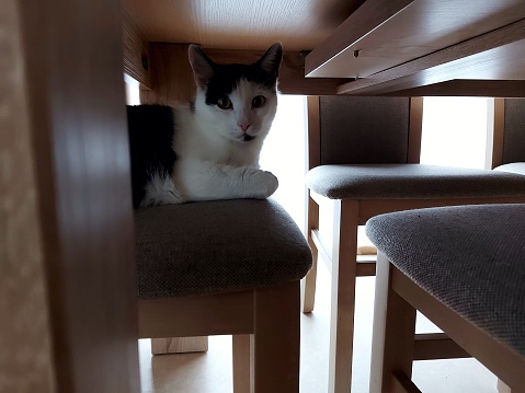 Cat is staring under the table and lying on the chair