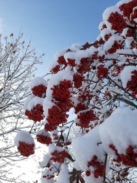 istock Rowan berries on a branch in the snow 1292232475