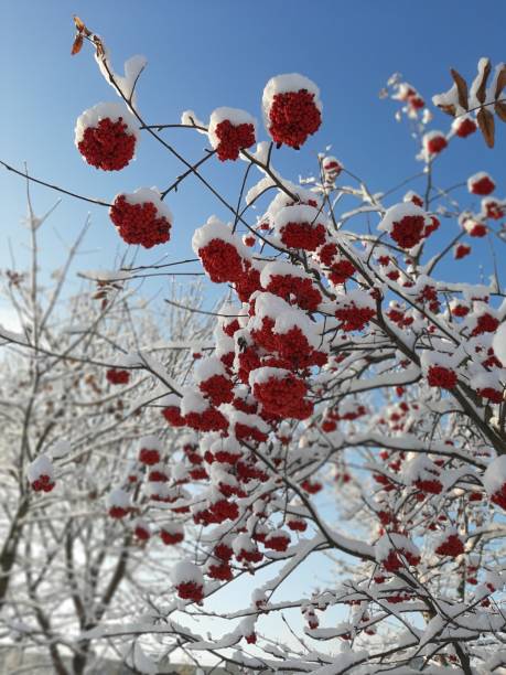 istock Rowan branches with berries in the snow 1292232511