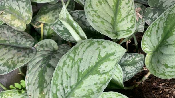 istock Blooming green plant 1292233250