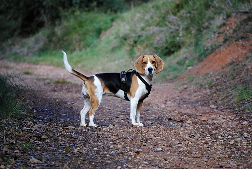 Beagle in the mountain