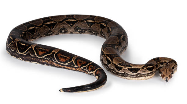 istock Adult Boa Constrictor snake on white 1292234189