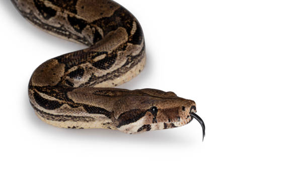 istock Adult Boa Constrictor snake on white 1292234204