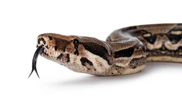 Adult Boa Constrictor snake on white