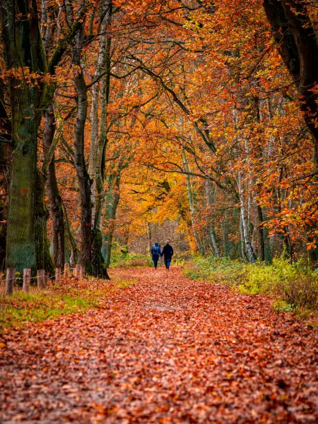 Photo of rear view of an adult couple holding hands walking in the distance along a pathway through a tree tunnel during an idyllic autumn day with orange colored leafage.