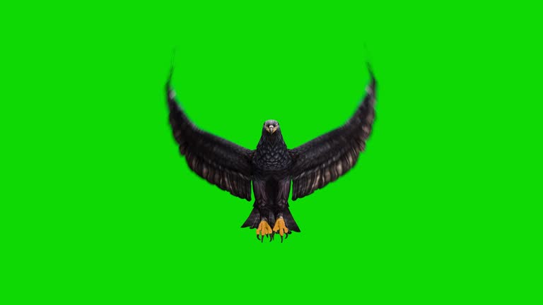 Black eagle flying animation on green screen. The concept of animal, wildlife, games, back to school, 3d animation, short video, film, cartoon, organic, chroma key, character animation, design element, loopable