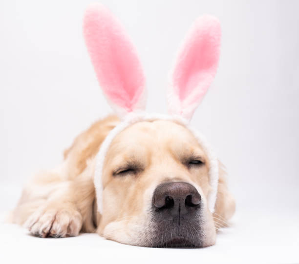 istock Happy Easter concept. A dog in a rabbit costume lies on a white background. Easter Golden Retriever. Preparation for the holiday. Spring postcard. 1292241084