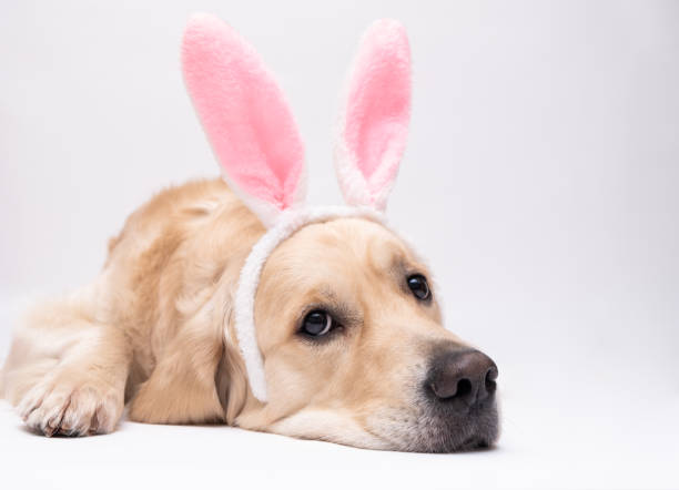 istock Happy Easter concept. A dog in a rabbit costume lies on a white background. Easter Golden Retriever. Preparation for the holiday. Spring postcard. 1292241132