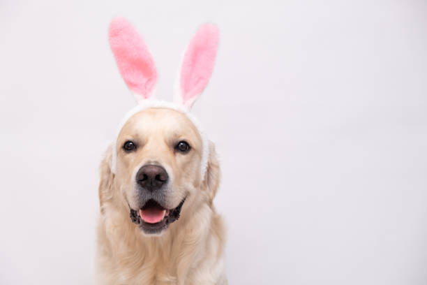 istock Happy Easter concept. Dog in a rabbit costume sits on a white background. easter golden retriever. Preparation for holiday. Spring greeting card 1292241207