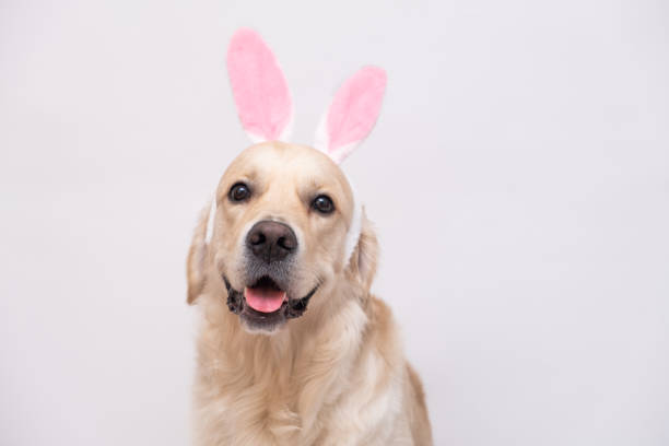istock Happy Easter concept. Dog in a rabbit costume sits on a white background. easter golden retriever. Preparation for holiday. Spring greeting card 1292241264