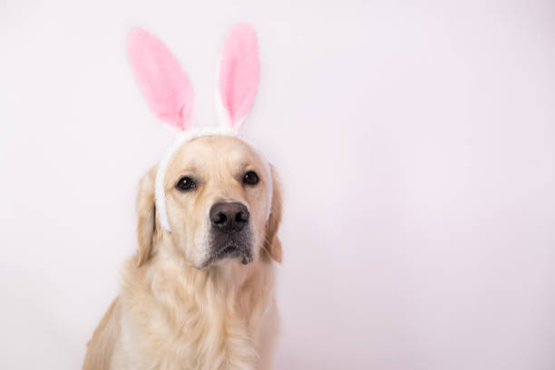 istock Happy Easter concept. Dog in a rabbit costume sits on a white background. easter golden retriever. Preparation for holiday. Spring greeting card 1292241446