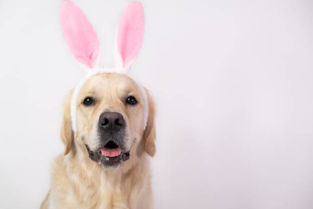 istock Happy Easter concept. Dog in a rabbit costume sits on a white background. easter golden retriever. Preparation for holiday. Spring greeting card 1292241487