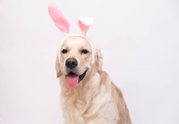 istock Happy Easter concept. Dog in a rabbit costume sits on a white background. easter golden retriever. Preparation for holiday. Spring greeting card 1292241573