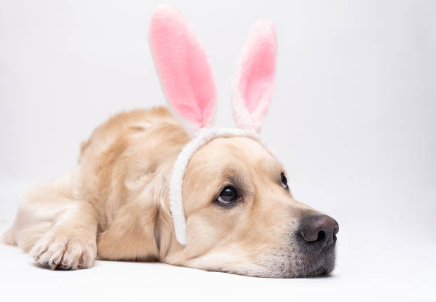 istock Happy Easter concept. A dog in a rabbit costume lies on a white background. Easter Golden Retriever. Preparation for the holiday. Spring postcard. 1292241663