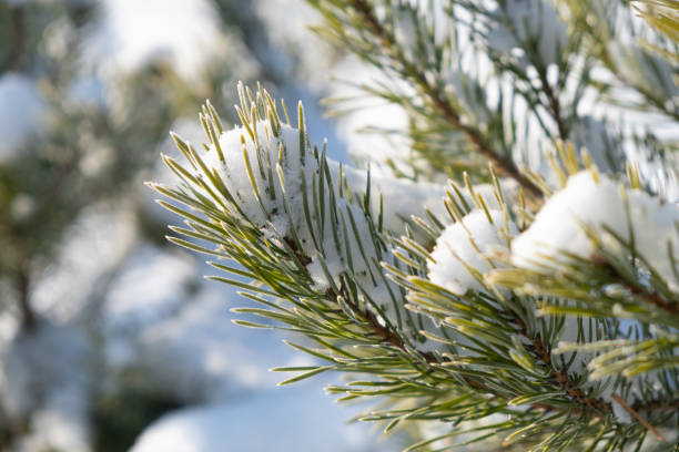 istock green spruce branches with white snow in winter. 1292242021
