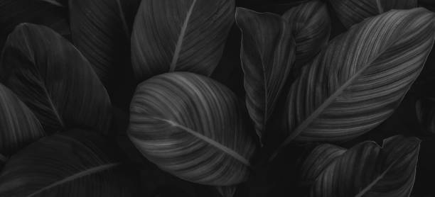 istock tropical leaves, abstract green leaves texture, nature background 1292243350