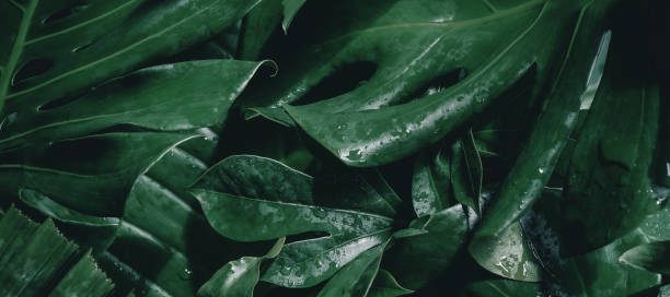 istock abstract green leaf texture, nature background, tropical leaf 1292243358