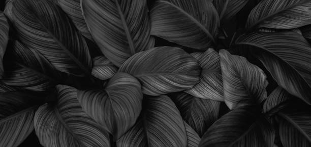 istock tropical leaves, abstract green leaves texture, nature background 1292243371