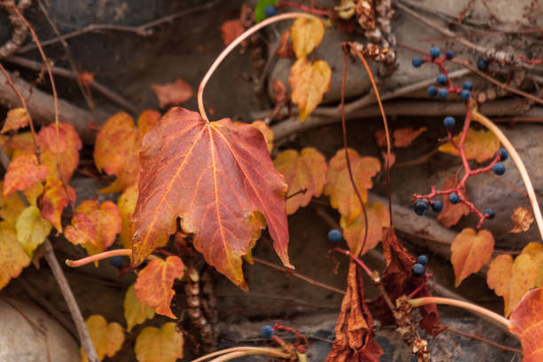 istock Lianas leaves on a brick wall, autumn 1292243380
