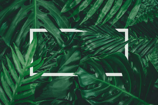 istock tropical leaves, abstract green leaves texture, nature background 1292243433
