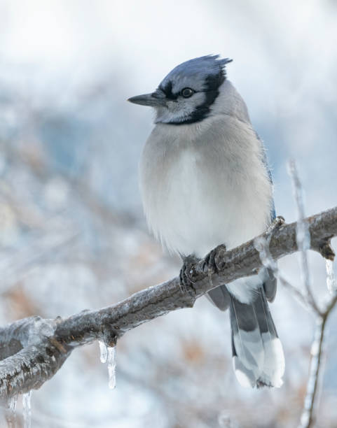 Bluejay in winter stock photo