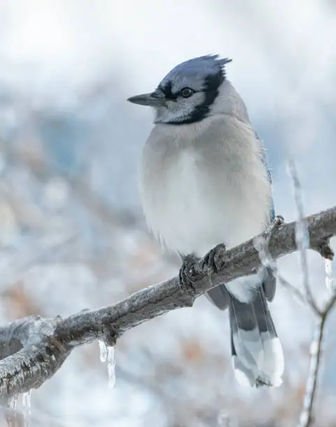 Bluejay on icy branch in winter storm