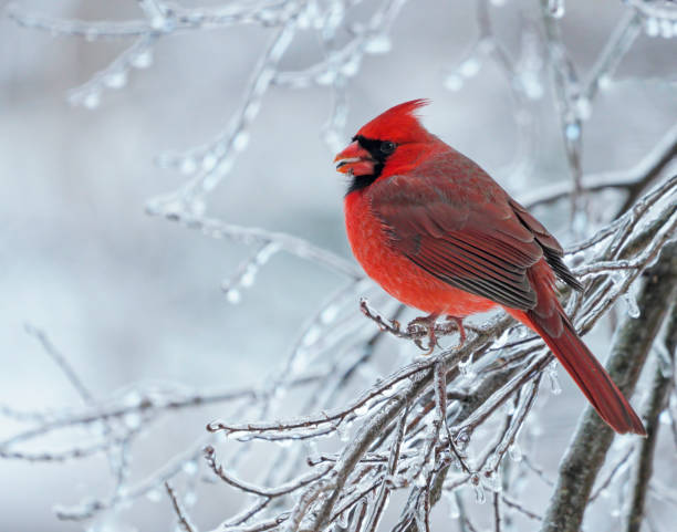 istock Northern Cardinal in winter 1292244808