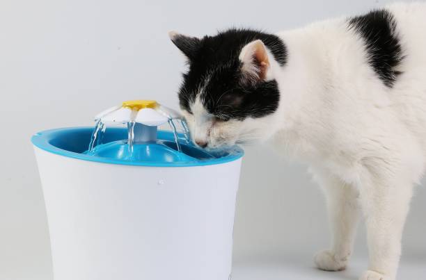 istock black and white cat drinks from a drinking fountain 1292244952