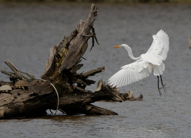 White egret landing stock photo